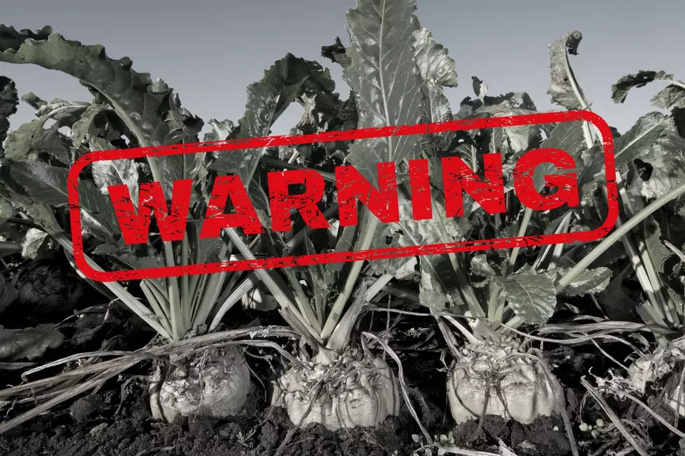 Montana’s Attorney General Attempting to Protect Sugar Beet Harvest